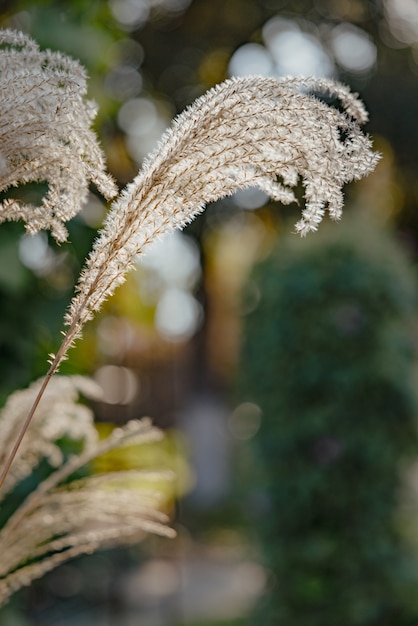 Schilfpflanzen auf Bokeh