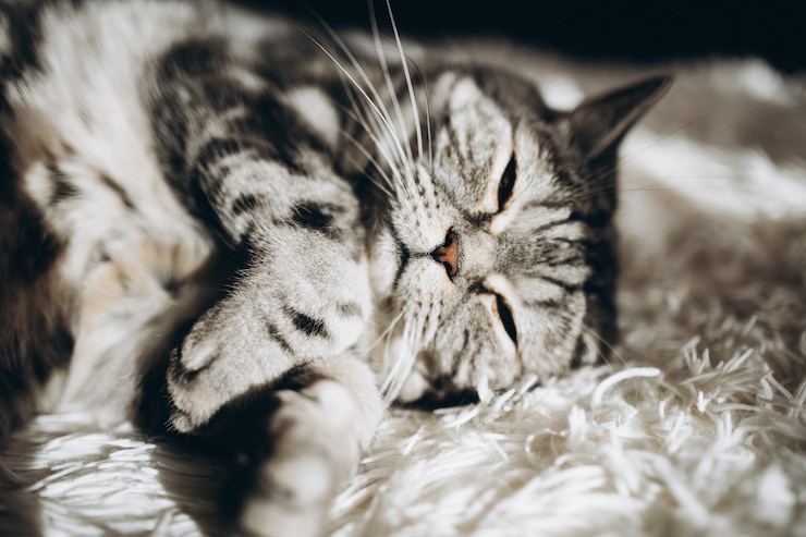 Kostenlose Foto schläfrige hauskatze auf dem sofa