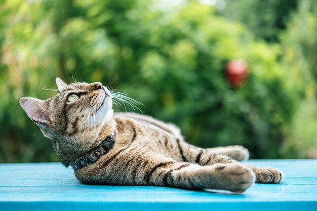 Schlaf der getigerten Katze auf einem blauen Zementboden und oben schauen