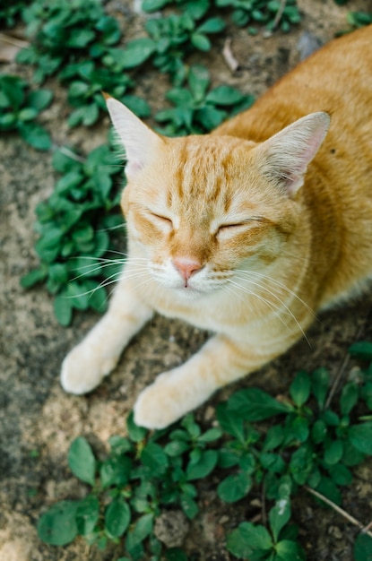 Kostenloses Foto schlafende und lächelnde katze