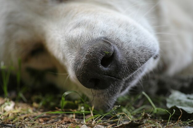 Schlafender Hund