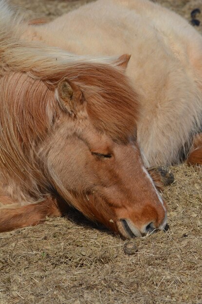 Schlafendes Strawberry Roan Islandpferd