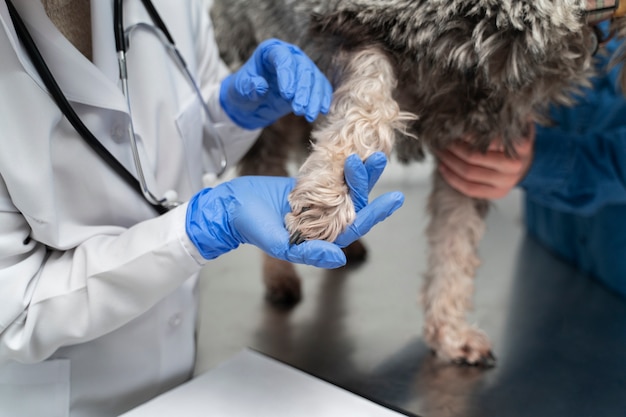 Kostenloses Foto schließen sie den arzt, der die pfote des hundes hält