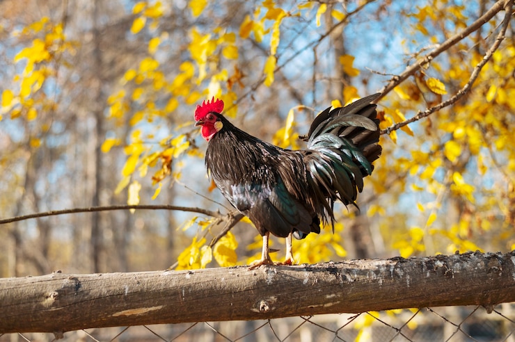 Kostenlose Foto schließen sie den ländlichen bauernhof, der vögel anbaut