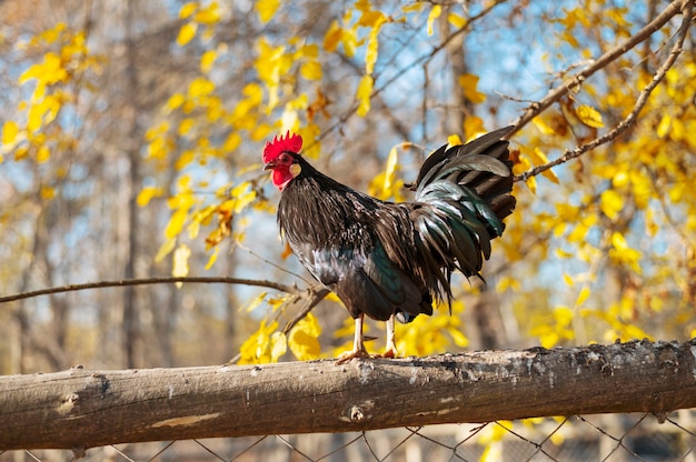 Schließen Sie den ländlichen Bauernhof, der Vögel anbaut