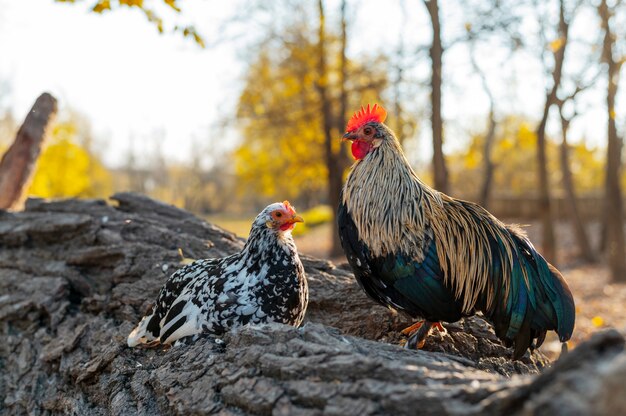 Schließen Sie den ländlichen Bauernhof, der Vögel anbaut