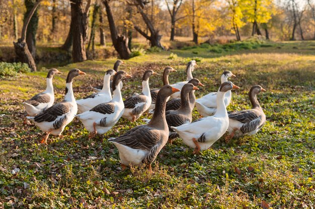 Schließen Sie den ländlichen Bauernhof, der Vögel anbaut