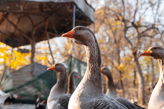 Schließen Sie den ländlichen Bauernhof, der Vögel anbaut