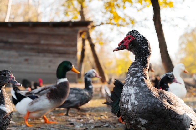 Schließen Sie den ländlichen Bauernhof, der Vögel anbaut