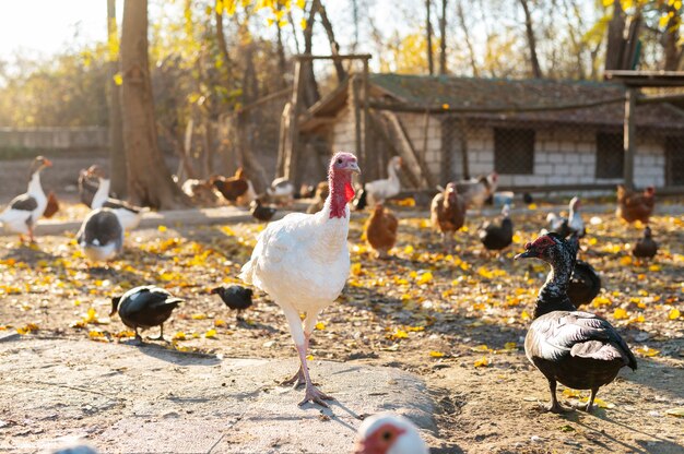 Schließen Sie den ländlichen Bauernhof, der Vögel anbaut