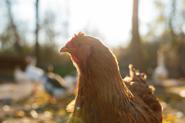 Schließen Sie den ländlichen Bauernhof, der Vögel anbaut