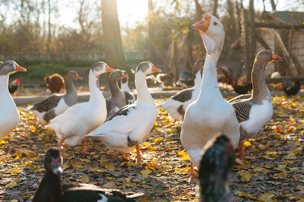 Schließen Sie den ländlichen Bauernhof, der Vögel anbaut