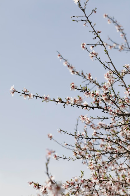 Kostenloses Foto schließen sie die zweige der bäume mit blühenden blumen