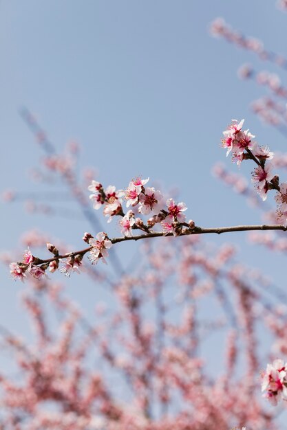 Schließen Sie die Zweige der Bäume mit blühenden Blumen