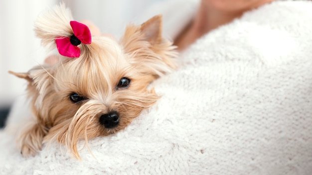 Schließen Sie herauf Besitzer, der Hund mit Bogen hält