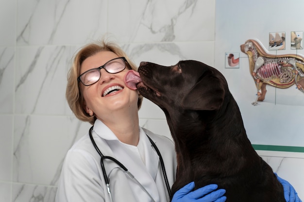 Schließen Sie herauf den Hund, der Doktor leckt