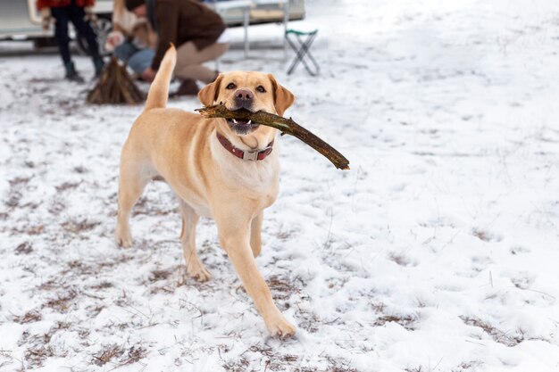 Schließen Sie herauf den netten Hund, der Stock hält