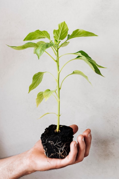 Schließen Sie herauf die Jungpflanze, die in der Hand gehalten wird