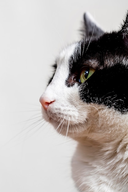 Schließen Sie herauf entzückende Katze mit weißem Hintergrund