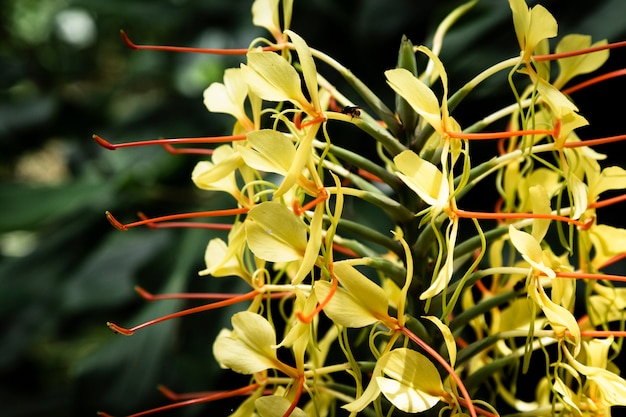 Schließen Sie herauf exotische gelbe Blume mit unscharfem Hintergrund