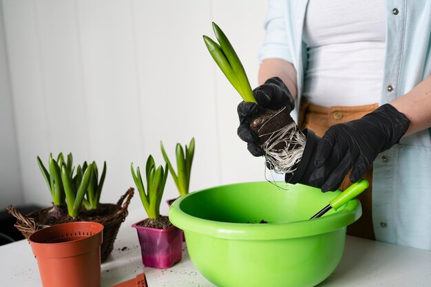 Schließen Sie herauf Frau, die Zwiebeln pflanzt