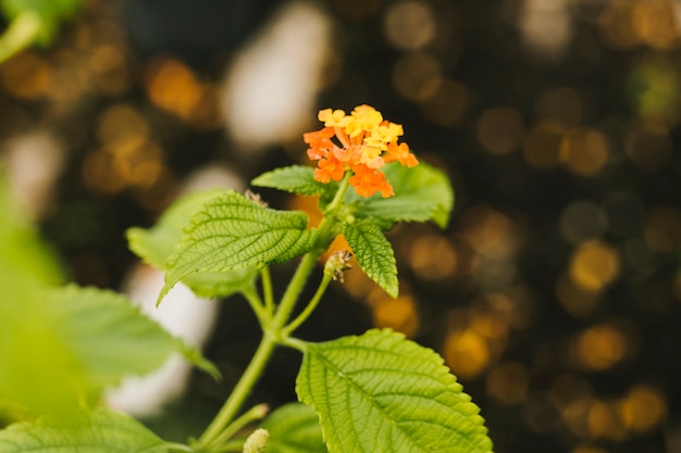 Schließen Sie herauf gelbe Hortensie