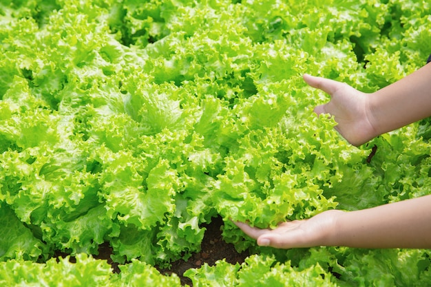 Schließen Sie herauf Handlandwirt im Garten während des Morgenzeit-Lebensmittelhintergrundes
