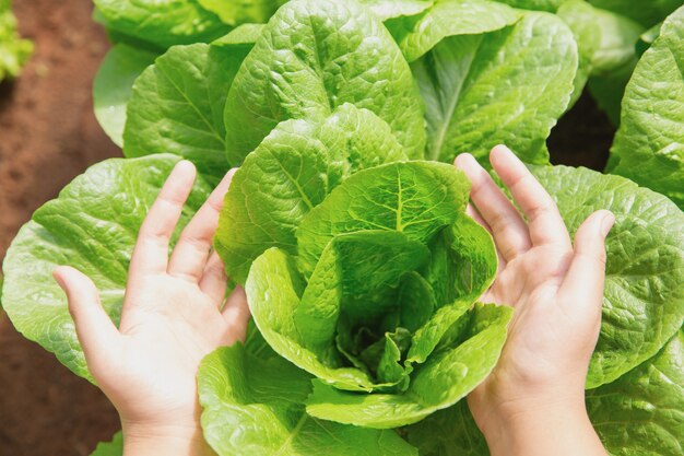 Schließen Sie herauf Handlandwirt im Garten während des Morgenzeit-Lebensmittelhintergrundes