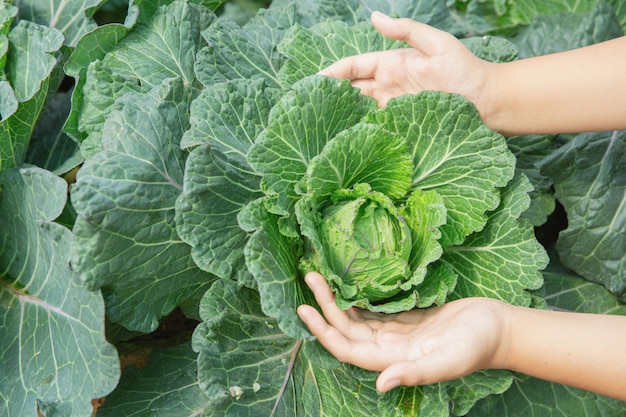 Schließen Sie herauf Handlandwirt im Garten während des Morgenzeit-Lebensmittelhintergrundes