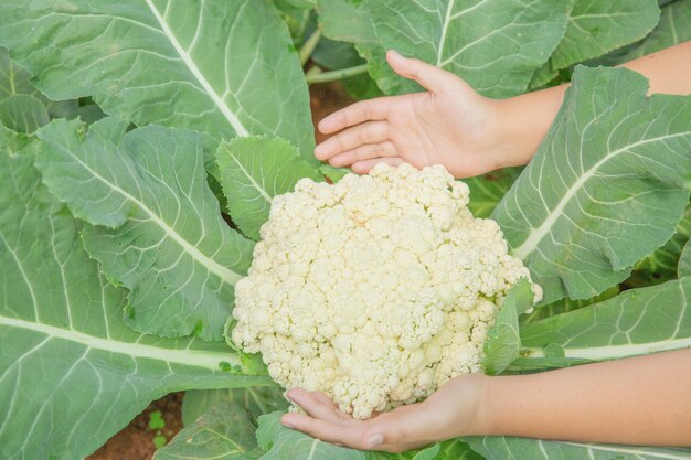 Schließen Sie herauf Handlandwirt im Garten während des Morgenzeit-Lebensmittelhintergrundes