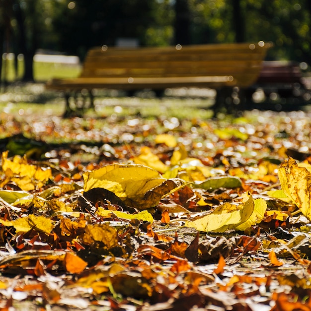 Schließen Sie herauf Herbstlaub mit unscharfem Parkhintergrund