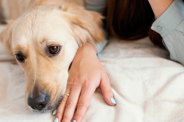 Schließen Sie herauf Hund, der auf Hand sitzt