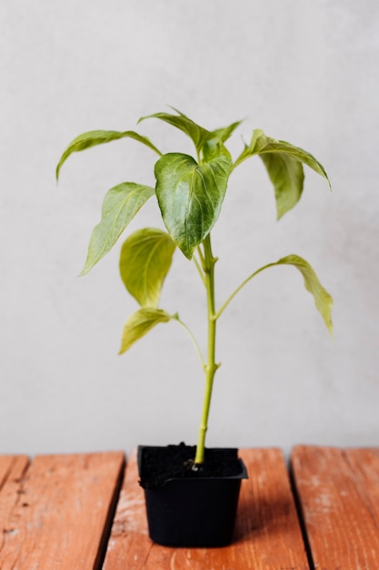 Kostenloses Foto schließen sie herauf jungpflanze auf dem tisch