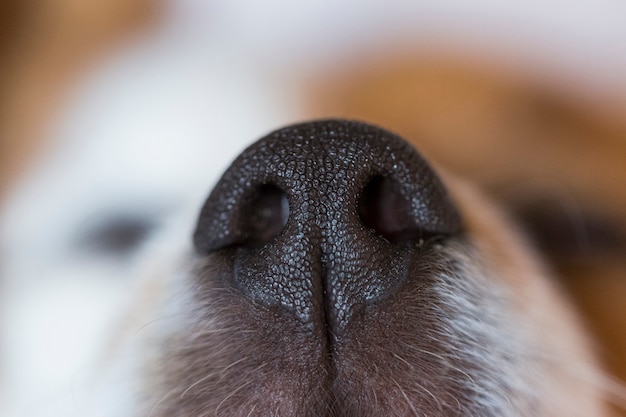 Kurze haare blond hund sitzt blick auf die seite Kostenlose Foto