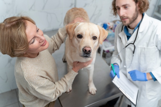 Schließen sie herauf niedlichen hund bei der tierarztuntersuchung