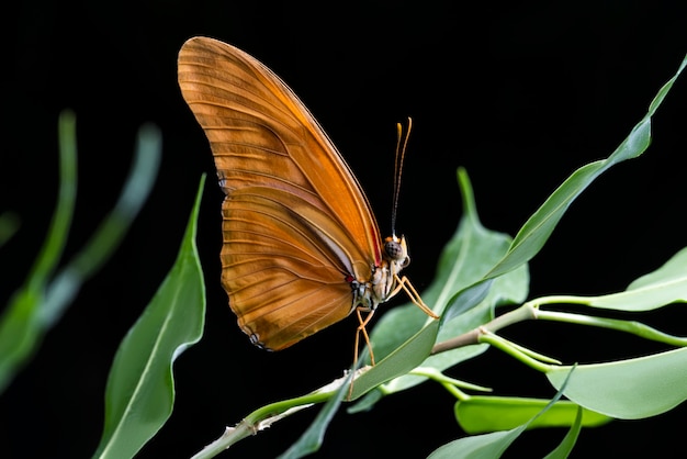 Schließen Sie herauf orange Schmetterling mit schwarzem Hintergrund