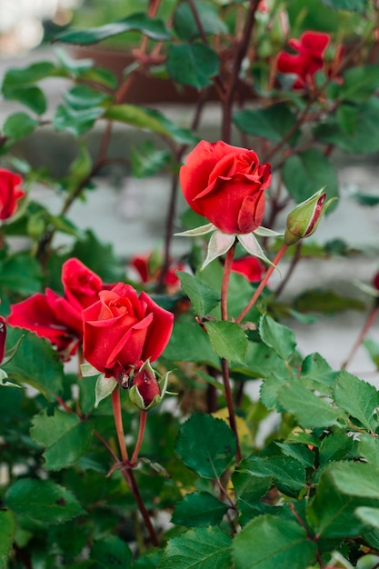 Schließen Sie herauf rote Rosen im Garten