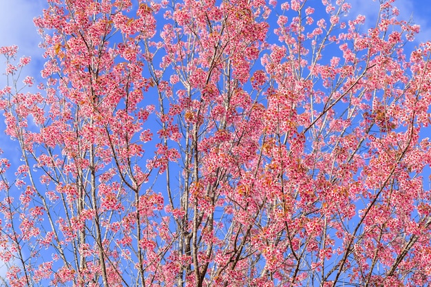 Schließen Sie herauf schöne rosa Kirschprunus cerasoides wilde Himalaya-Kirsche wie Sakusa-Blume, die an Nordthailand, Chiang Mai, Thailand blüht.