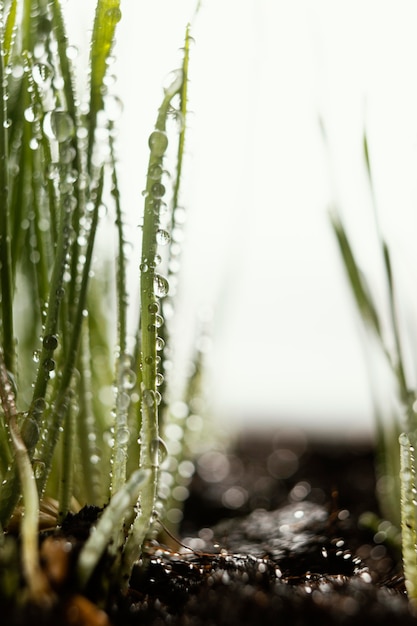 Schließen Sie natürlichen Boden und Gras