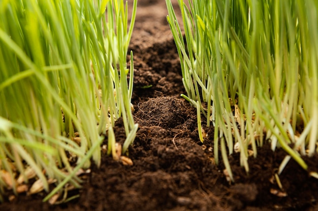 Schließen Sie natürlichen Boden und Gras