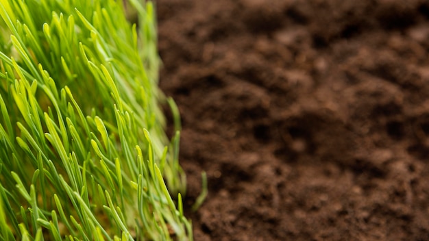 Schließen Sie natürlichen Boden und Gras