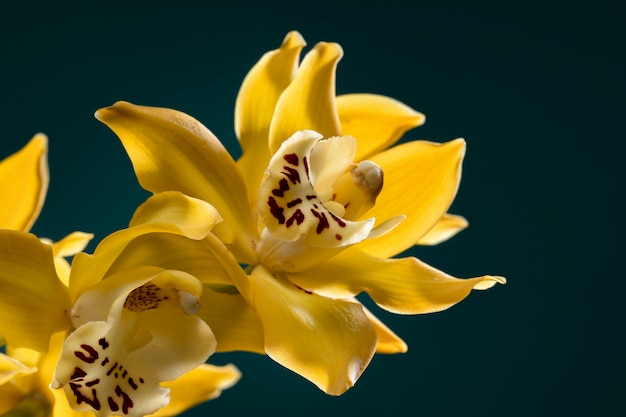 Schließen Sie oben auf Orchideenblumendetails