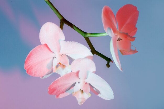 Schließen Sie oben auf schöne blühende Blume