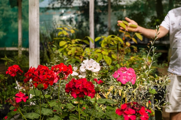 Schließen Sie oben Blumen im Garten