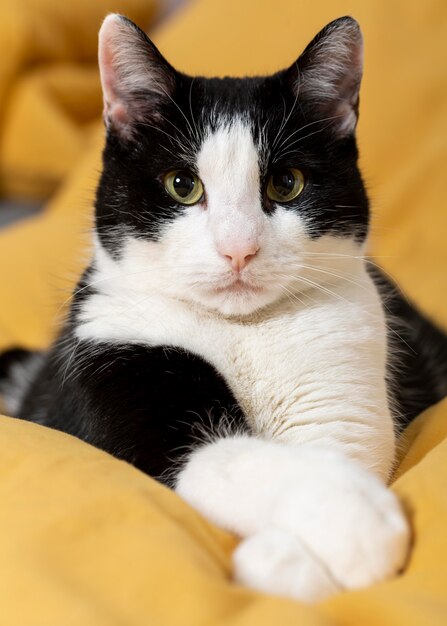 Schließen Sie oben niedliche Katze drinnen