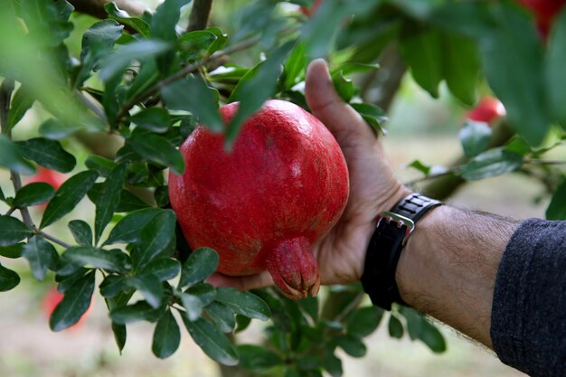 Schließen Sie oben vom Mann, der Granatapfel vom Baum abreißt