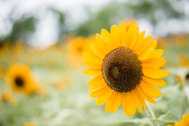 Schließen Sie oben von blühender Sonnenblume auf dem Gebiet mit unscharfem Naturhintergrund.