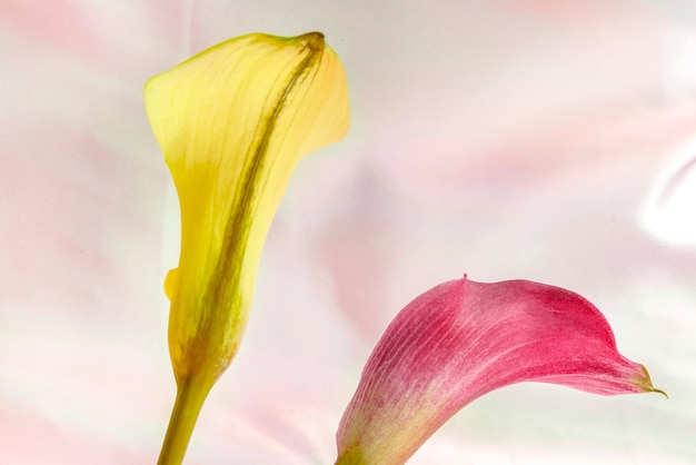 Schließen Sie oben von den gelben und rosa Lilienblumen