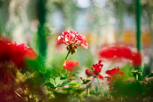 Schließen Sie oben von den roten Blumen über Blury