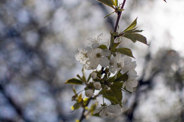 Schließen Sie oben von den schönen weißen Blüten mit unscharfem natürlichem Hintergrund
